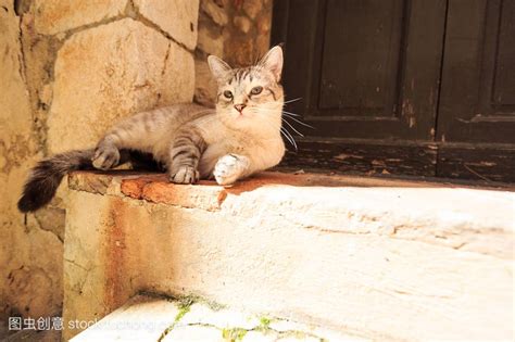 猫来家门口|来猫是什么兆头,猫来家里好不好